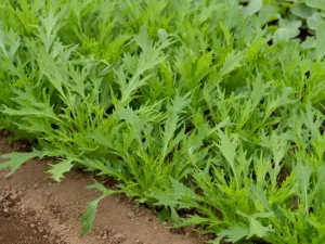 Mizuna Vegetable Seeds