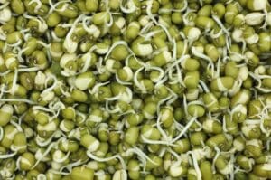 Mung Beans Sprouting Seeds - Wholesome Supplies