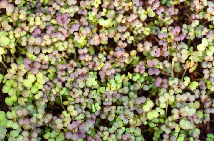 Mustard Red Giant Microgreen Seeds - Wholesome Supplies