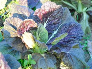 Mustard Red Giant Vegetable Seeds