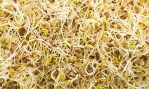 Mustard Sprouts