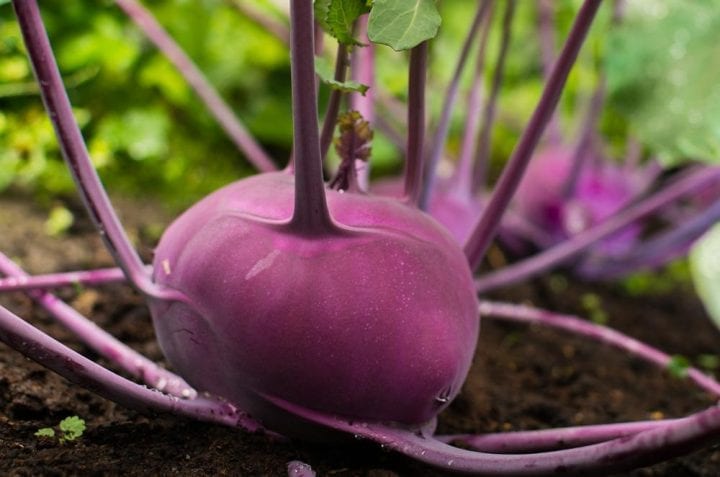 Kohl Rabi Purple Vienna Vegetable Seeds - Wholesome Supplies