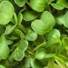 Daikon Radish Seeds Microgreens - Wholesome Supplies
