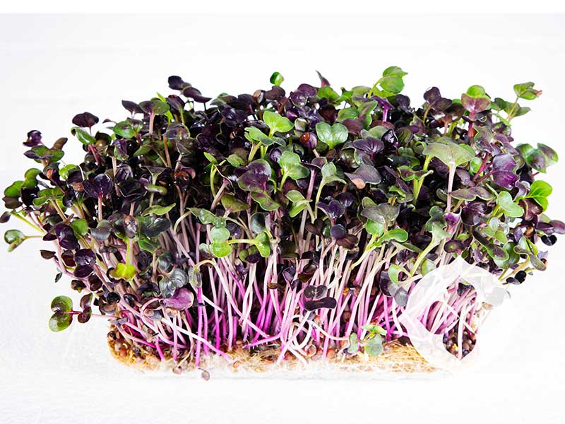 Radish Purple Microgreens | Seedmart Australia