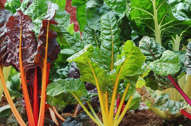 Silverbeet Rainbow Chard