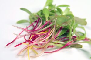 Colourful Mix Chard Microgreen Seeds Bulk - Wholesome Supplies