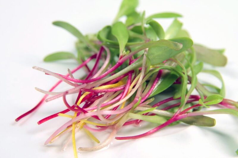 Colourful Mix Chard Microgreen Seeds Bulk - Wholesome Supplies