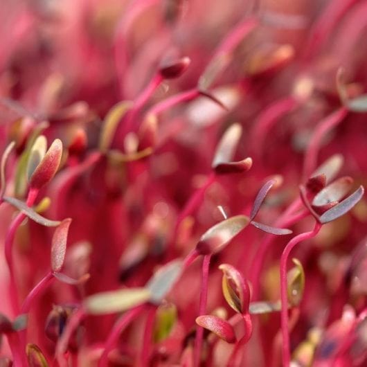 Red Amaranth Seeds No Chemical Treatment Buy in Bulk and Save