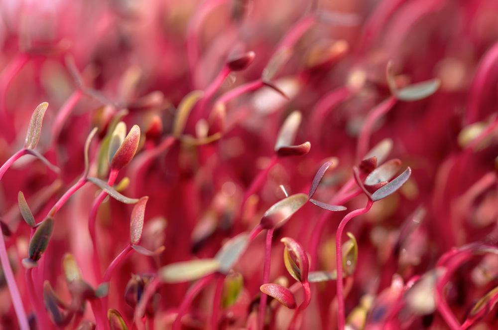 Red Amaranth Microgreens Seedmart Australia
