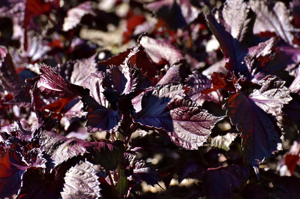 Shiso Red (Perilla) Microgreen Seeds - Wholesome Supplies