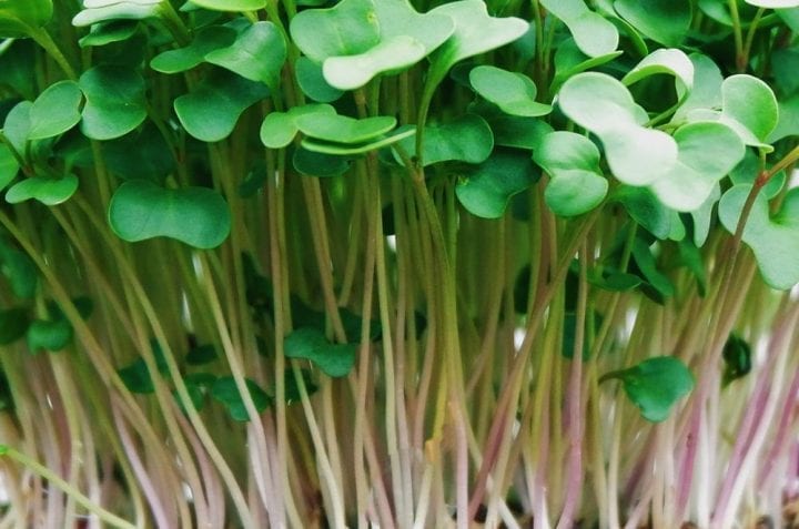 Kale Red Russian Microgreen Seeds - Wholesome Supplies