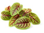 Red Veined Sorrel Close Up