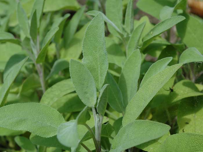 Sage Common Herb