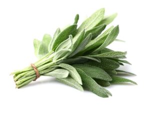 Sage Herb Isolated