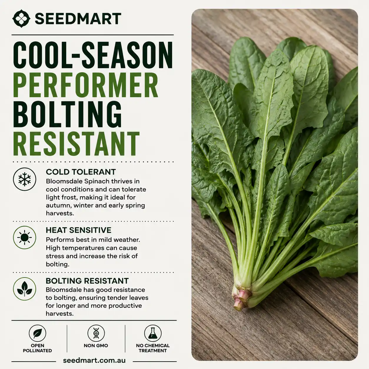 spinach-bloomsdale-seeds-bolting-seedmart-australi