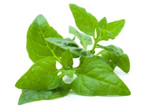 Spinach Warrigal Greens | Vegetable Seeds | Isolated