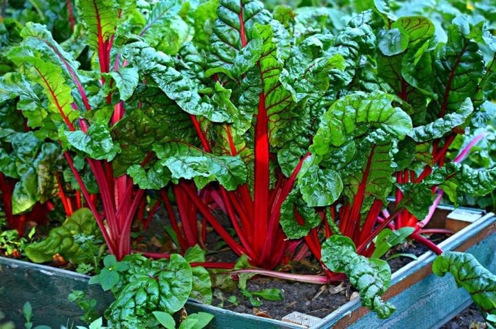Silverbeet Ruby Red Chard Vegetable Seeds - Wholesome Supplies