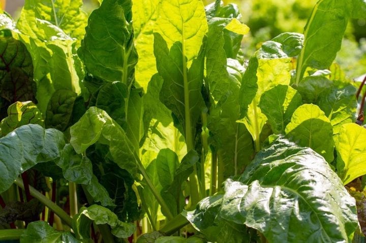 Silverbeet Fordhook Vegetable Seeds - Wholesome Supplies