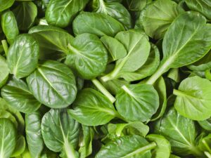 Tatsoi leaves