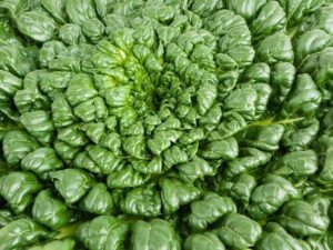 Tatsoi Vegetable Seeds - Wholesome Supplies