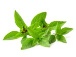 Thai Basil Herb Seeds | Isolated