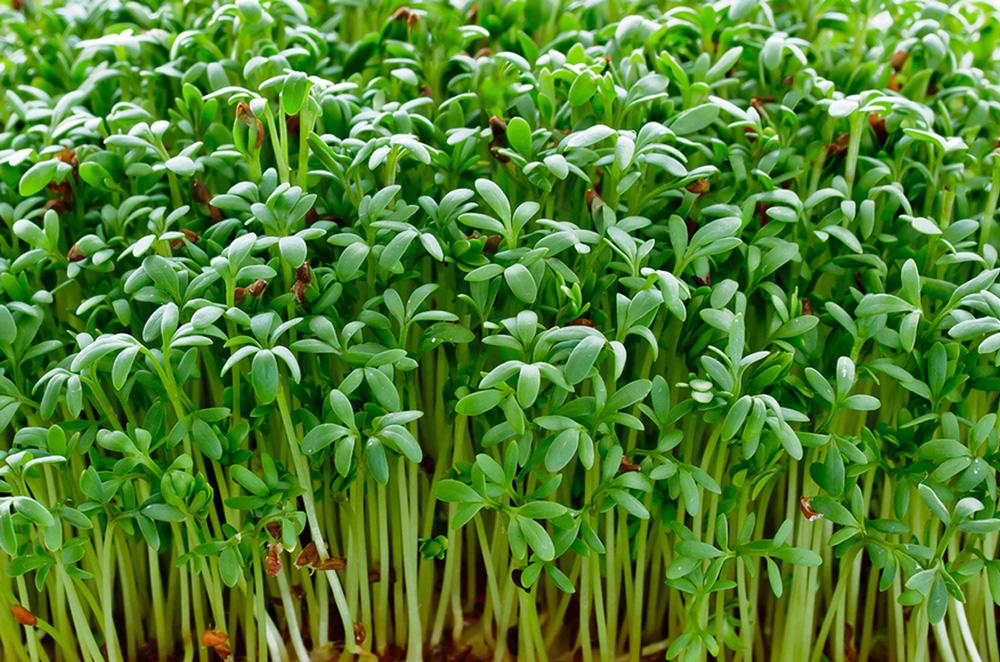 Curled Cress Sprouting Seeds