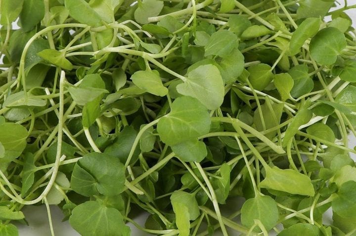 Watercress Herb Seeds - Wholesome Supplies