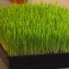 Wheatgrass Seeds Microgreens - Wholesome Supplies
