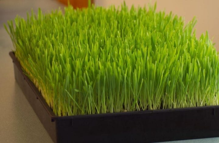 Wheatgrass Seeds Microgreens - Wholesome Supplies