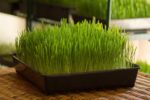 Growing Tray Seedlings Black 30 x 35cm - Wholesome Supplies