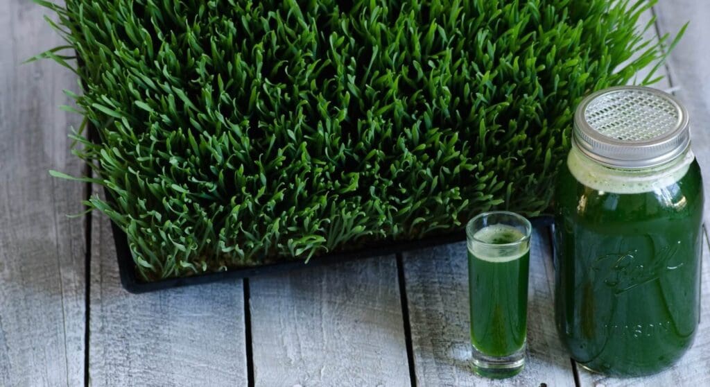 Vegetable Seed Supplier Australia Bulk, Untreated & Heirloom