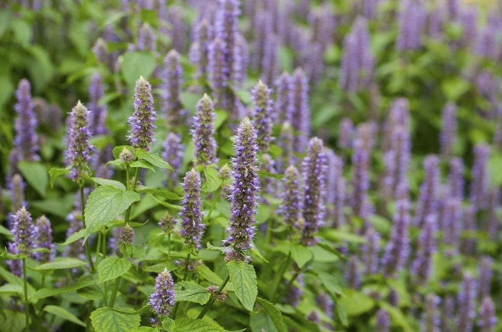 Anise Hyssop