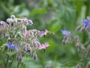 Borage