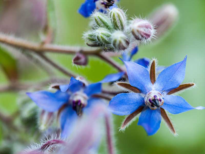 Borage Herb Seeds Closeup