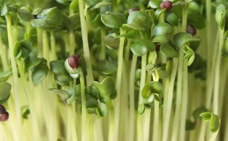 Broccoli Sprouting and Microgreen Seeds Australia