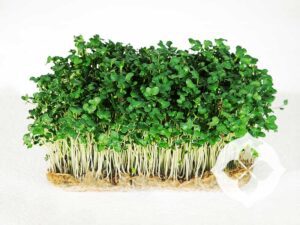 Broccoli Microgreens | Living Tray | Seedmart Australia