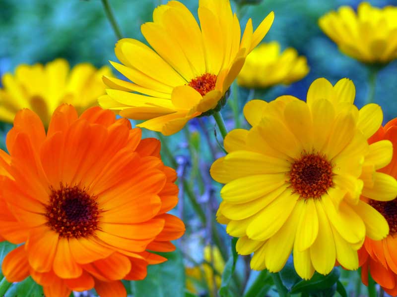 Calendula Pacific Beauty Mix Flower Seeds | Non-GMO