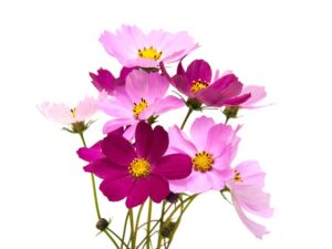 Cosmos Flowers Close Up
