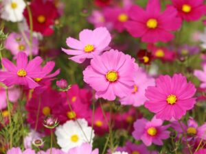 Cosmos Sensations Mix