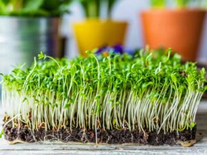 cress_curled_herb_closeup