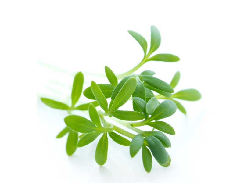 Cress - seed Australian Plants Online