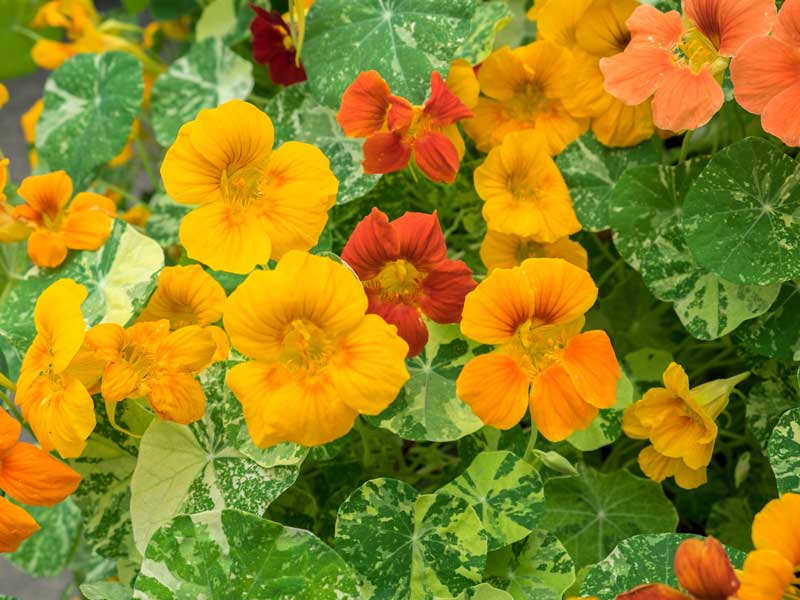 Nasturtium Alaska Mix Flowers