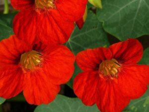 Nasturtium Empress of India Flower Seeds