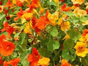 Nasturtium Jewel Mix