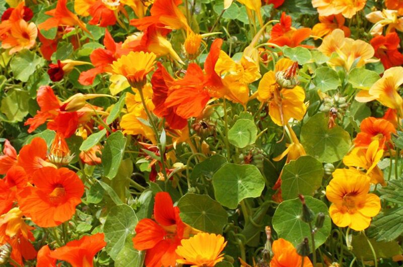 Nasturtium Jewel Mix