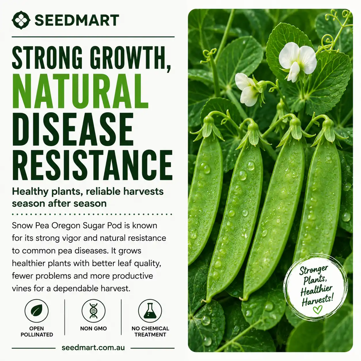 snow-pea-oregon-seeds-disease-resistance-seedmart-australia