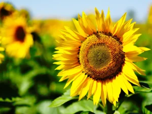 Sunflower Sunbird Seedmart Australia