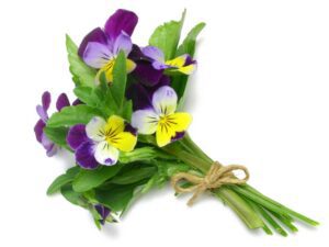 Viola Heartsease Tricolor