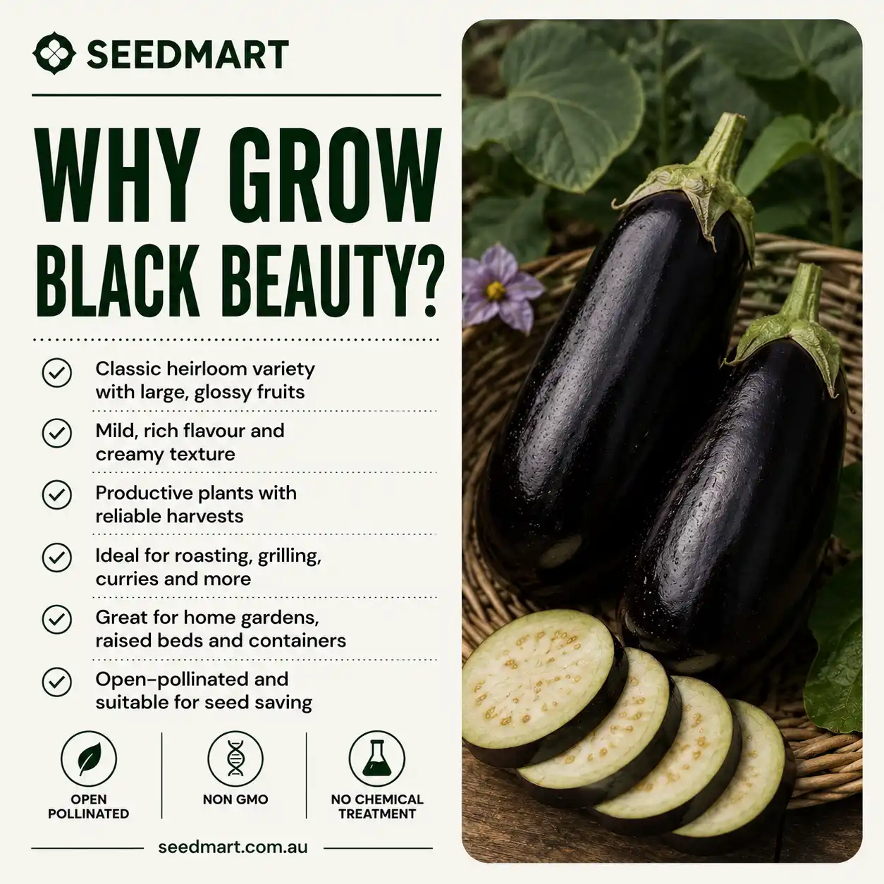 Seedmart banner: promoting Black Beauty eggplant with a benefits list and a basket of dark purple eggplants beside the text.