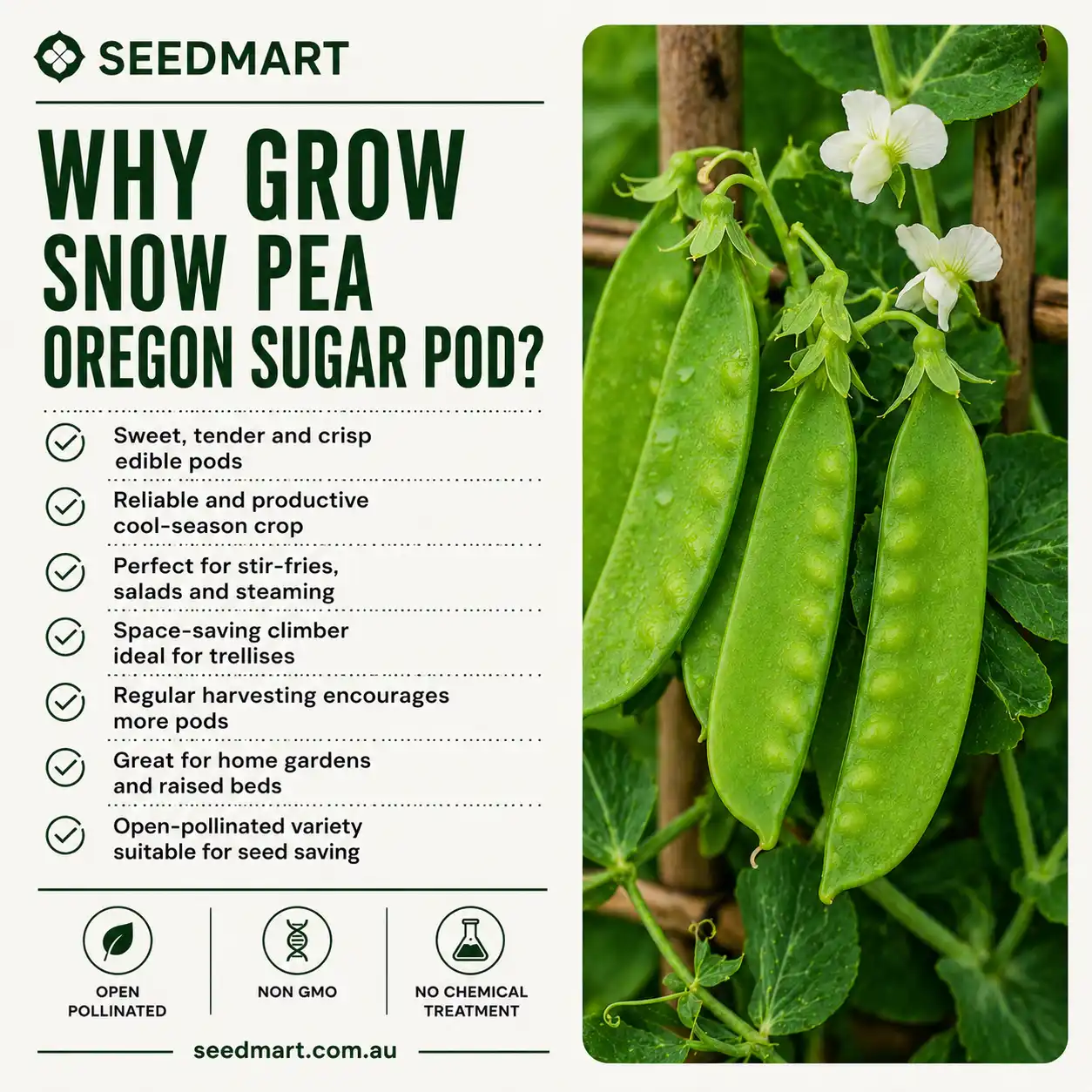why-grow-snow-pea-oregon-seeds-seedmart-australia